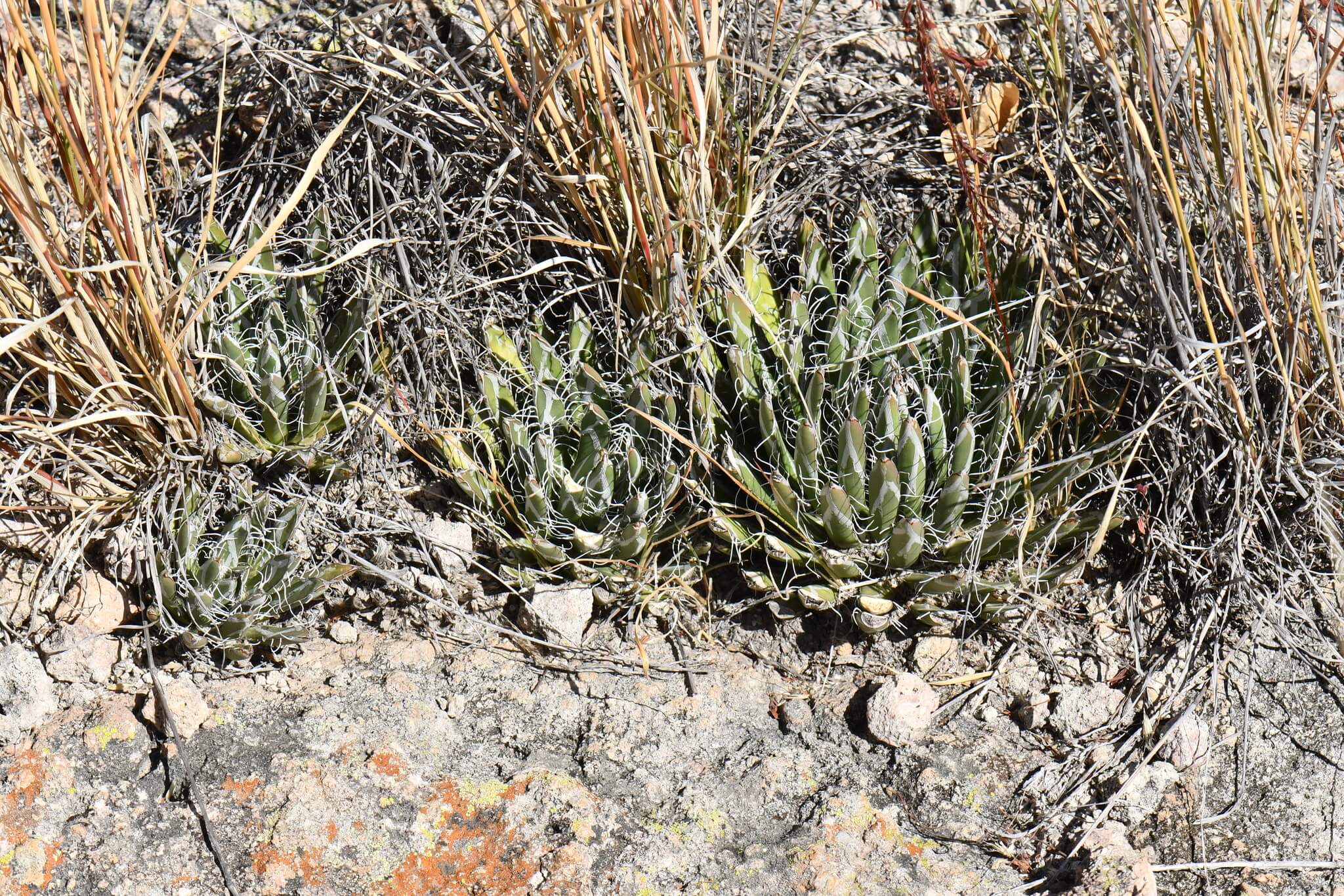 Agave parviflora